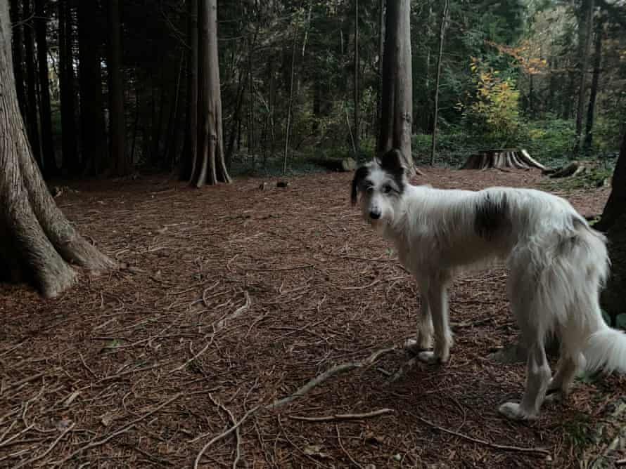 Ashish Ghadiali’s black and white shaggy dog Dharma