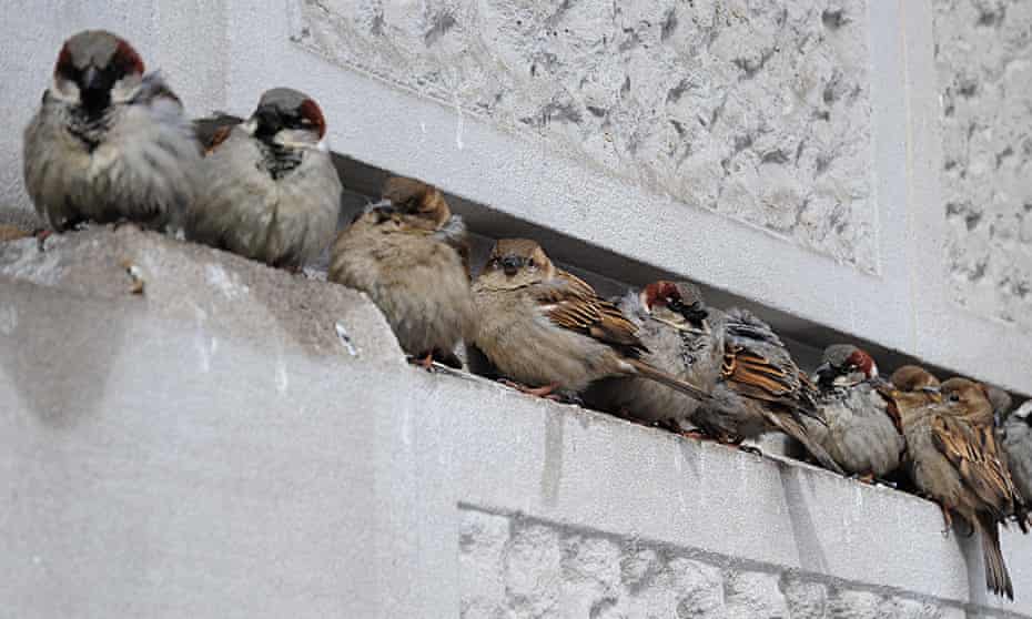 City dwelling sparrows.
