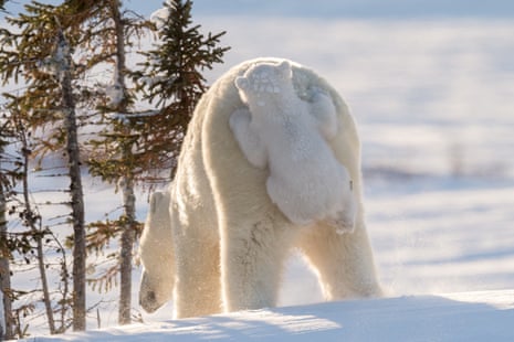 A polar bear photographed from behind in a snowy landscape with pine trees behind it, with a cub clinging on to its hindquarters