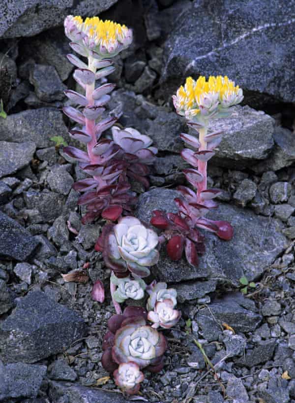 Dudleya farinosa growing on the Pacific coast bluffs in California.