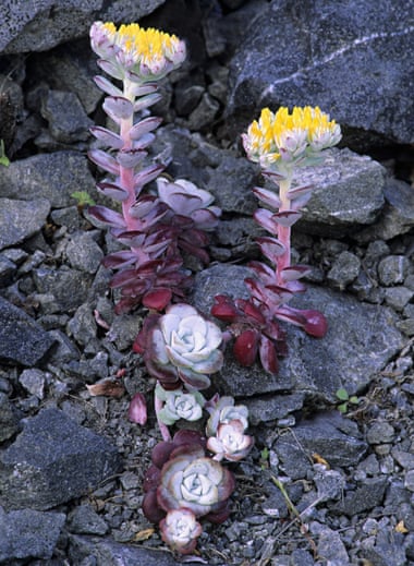 Dudleya farinosa growing on the Pacific coast bluffs in California.
