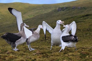Tristan albatroz na Ilha de Gough, Tristan da Cunha