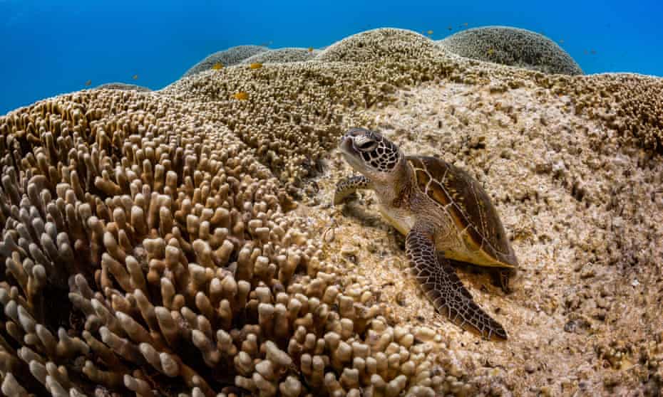 A turtle on coral at Lady Musgrave, on the Great Barrier Reef in Queensland