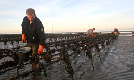 Farmers working on  mussel and oyster beds  in Normandy
