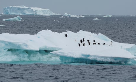 Penguins on sea ice in Antarctica