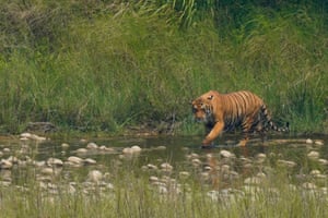 A Bengal tiger walks along the banks of the Karnali river inside Bardiya National Park at Bardiya, Nepal