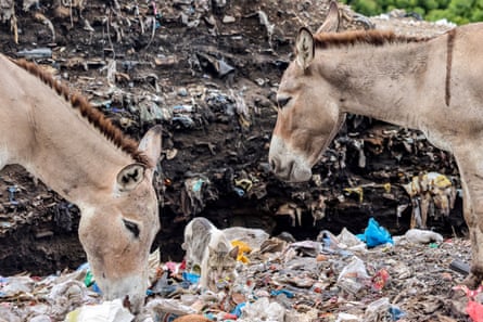 Two donkeys standing amid piles of rubbish at a dump