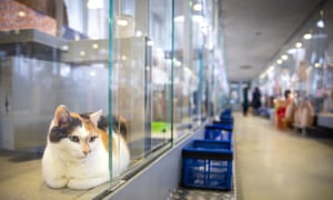 A cat in the sanctuary