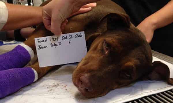 California Vets Step In To Save Animals Left Lost Singed And Bewildered By Wildfires Animals The Guardian