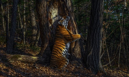 Wild and Free Siberian Tiger!