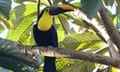 Yellow Fronted Toucan in the coffee plantation at Coffea Diversa