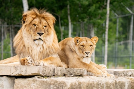 two lions side by side