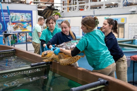 a sea turtle is hoisted into a pool