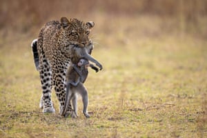 Animals in Their Environment – third place | Last Hugby Igor AltunaThis leopard, named Olimba, has just killed the mother of the baby baboon, which keeps clinging to her mother’s body in a last hug. Olimba transports the mother and the small baboon to her cub, to feed him. The baboon tries to escape without success
