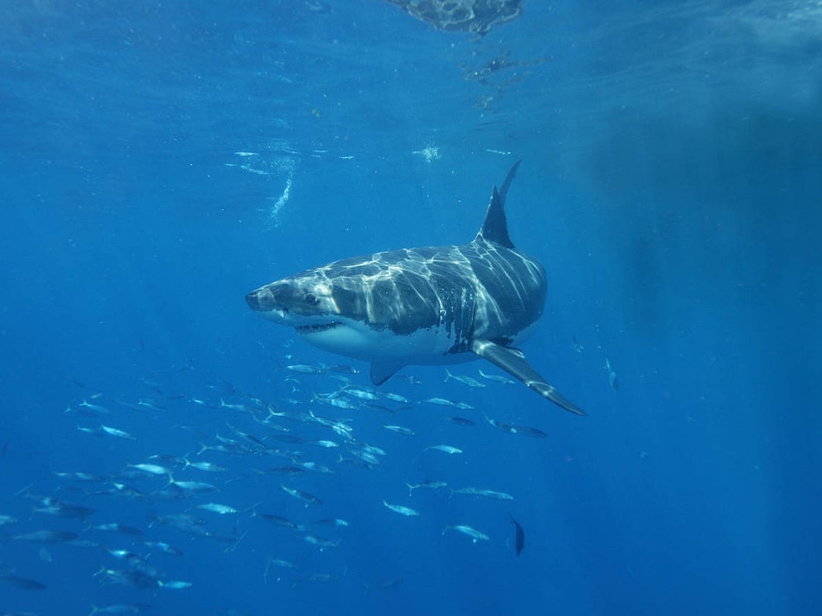 Shark Attack Surfer Missing After Multiple Witnesses See Incident At Western Australia Beach Sharks The Guardian