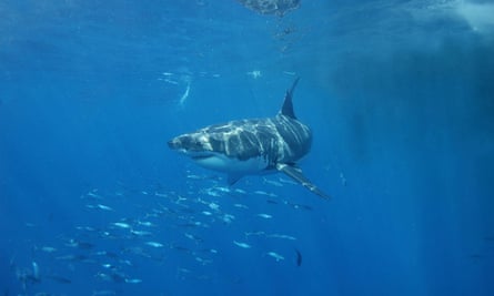 Shark Attack Surfer Missing After Multiple Witnesses See Incident At Western Australia Beach Sharks The Guardian