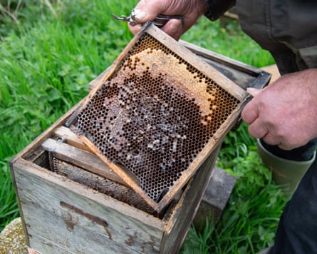 Richard lifts the lid of the first hive, releasing a sour smell of old wax and honey