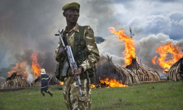 A ranger from the Kenya Wildlife Service stands guard as pyres of ivory are set on fire in April this year. 