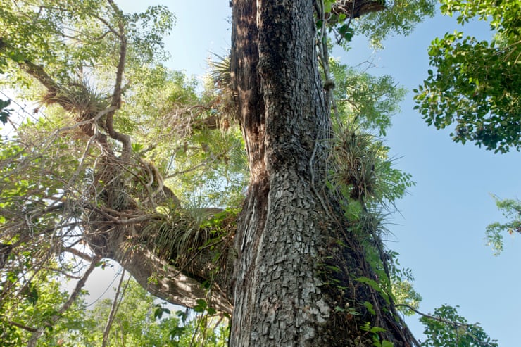 Shrinking trees and tuskless elephants: the strange ways species are ...
