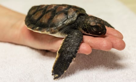 Tiny turtle pooed 'pure plastic' for six days after rescue from