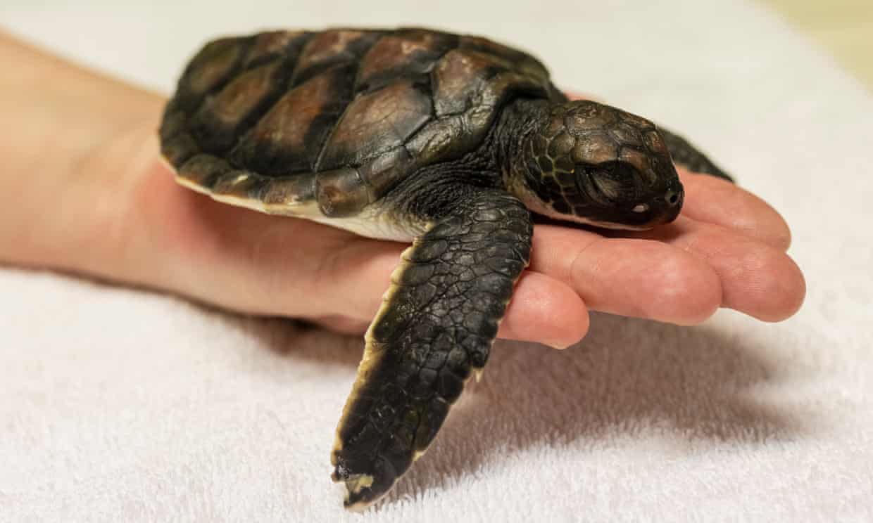Turtle pooed ‘pure plastic’ for six days after rescue from Sydney beach Turtle pooed ‘pure plastic’ for six days after rescue from Sydney beach