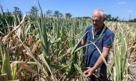 Mauro Nuvolone of agricultural company Fonio assesses the effects of drought in a maize field in Sozzago, near Novara