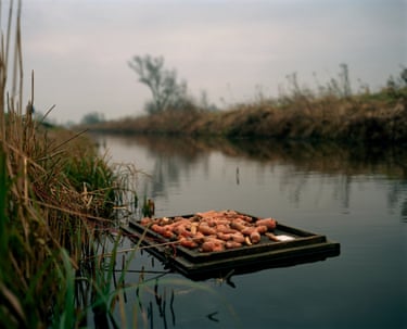 A wooden raft of carrots floats on a calm river beside reeds and overgrown banks