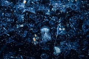 Jellyfish off Shetland, Scotland