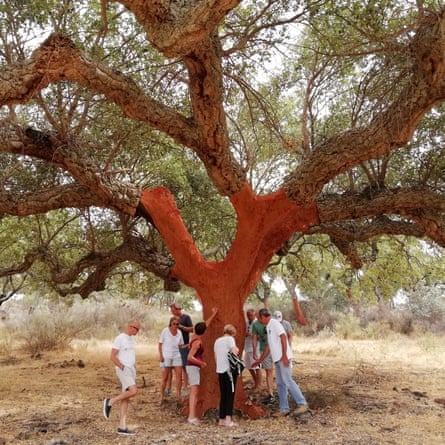 Visitors stand by an oak on a Corktrekking tour in Alentejo, Portugal.