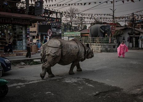 A woman in a bright pink outfit steps out in front of a wild Indian rhinoceros on a street