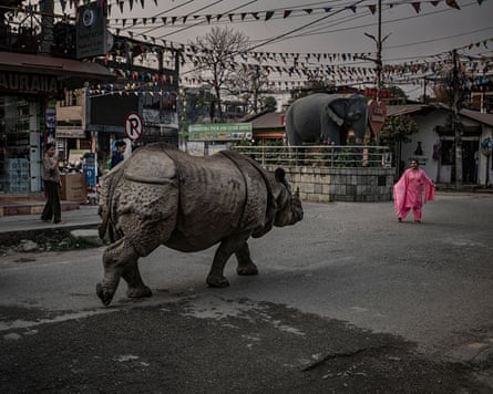 In a breathtakingly reckless manoeuvre, a woman in a bright, pink outfit steps out in front of a wild, adult Indian rhinoceros that is walking down the main street of Sauraha, like a matador holding a red cape. Several individual adult Indian rhinoceros regularly enter this town, adjacent to Chitwan National Park. Indian rhinoceros, not tigers, are the deadliest animal to humans in the Chitwan National Park area.