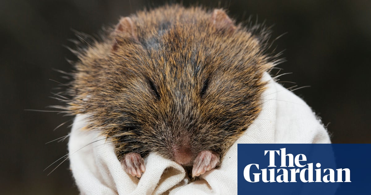 Rare and 'seriously, seriously cute' chubby-cheeked rat discovered near Melbourne