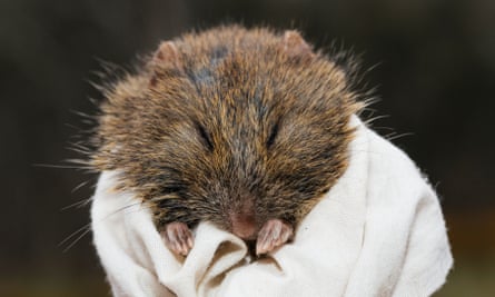 A supplied photo of a broad-toothed rat, a small pom-pom-like rodent, being held in a towel.