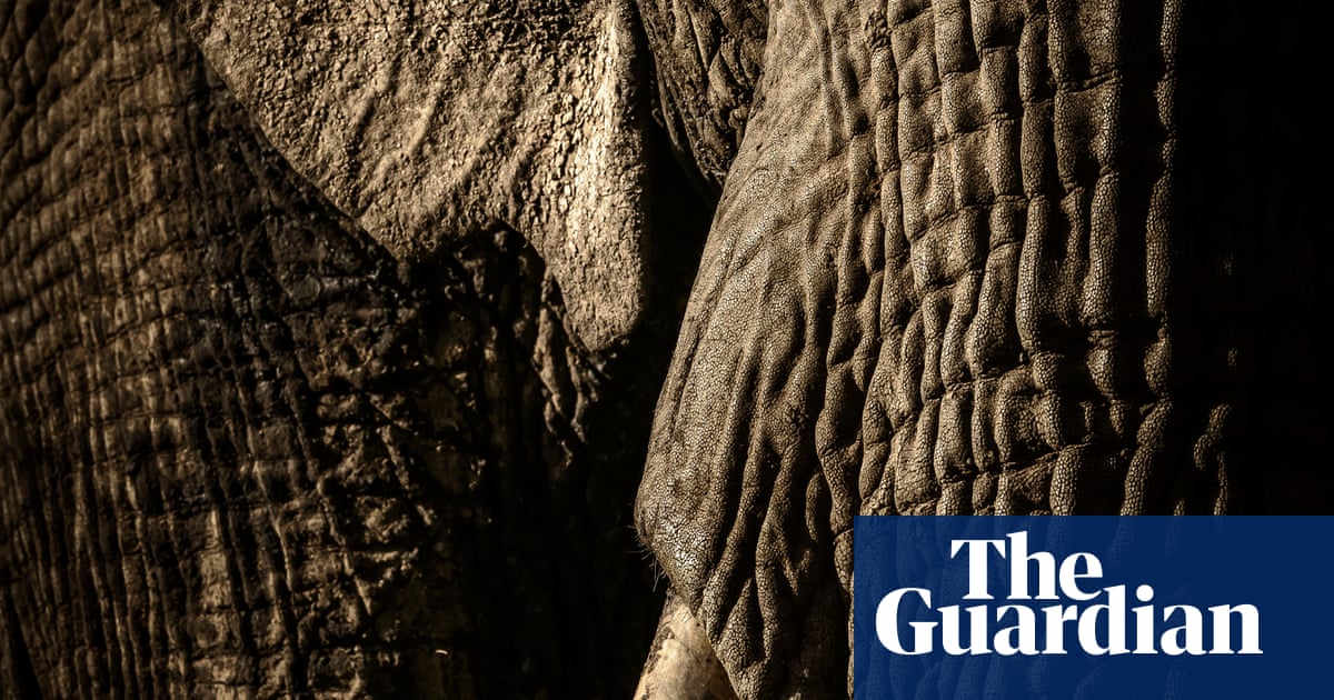 Wildlife Photographer of the Year 2017 finalists – in pictures