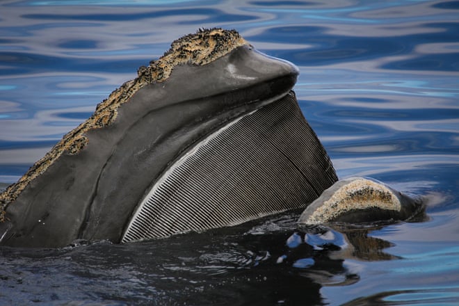 ‘Extraordinary longevity’: great whales can live a lot longer than we thought – if we leave them alone ‘Extraordinary longevity’: great whales can live a lot longer than we thought – if we leave them alone