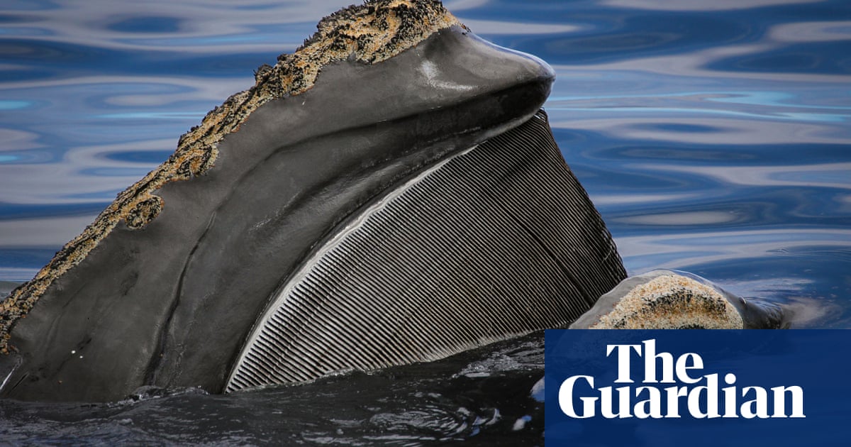 'Extraordinary longevity': great whales can live a lot longer than we thought - if we leave them alone