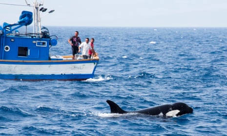 Orcas feeding near a Moroccan fishing boat.