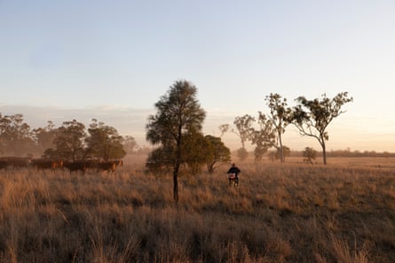 Drover Bill Little using his motorbike to drive the cattle west towards the next pit stop.