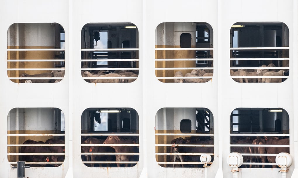 Exclusive: livestock ships twice as likely to be lost as ...