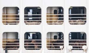 Livestock on board a cargo ship.