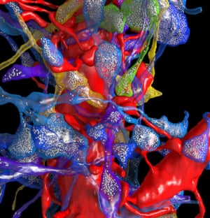 3d Map Of Mouse Neurons Reveals Complex Connections Nature >> 3d Brain Map Reveals Connections Between Cells In Nano Scale 3d Map Of Mouse Neurons Reveals Complex Connections Nature >> 3d Brain Map Reveals Connections Between Cells In Nano Scale
