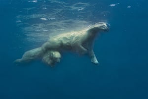 Mother, Tender Love by Amos Nachoum. Polar bear and cub swimming