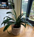 Clivia Liz Bury St Edmunds