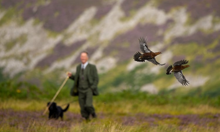 Call for tougher policing of Scottish grouse moors on eve of ‘Glorious Twelfth’