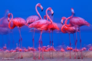 Nightfall at the edge of a flamingo colony. Caribbean flamingos choose their roosting sites for a night’s sleep in Ria Lagartos Biosphere Reserve, Yucatan Peninsula, Mexico