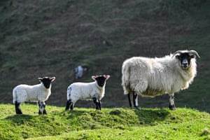 A sheep and two lambs standing in a line