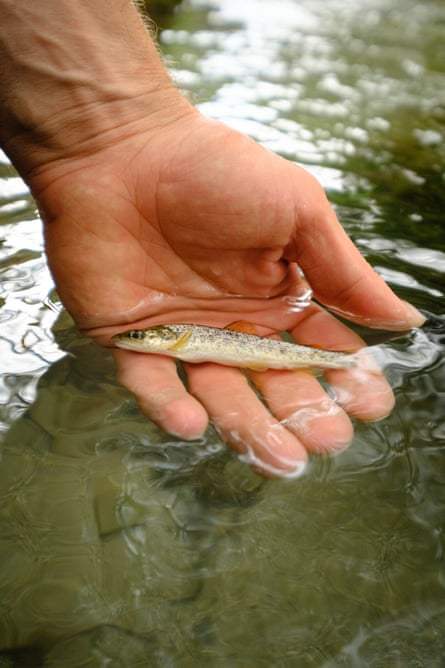 A hand holds a small fish on the surface of river waters.
