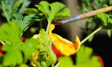 Hand pollinating is a good way to create the next generation of courgettes.