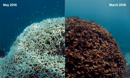 Left: A coral in May 2016 after a mass bleaching event. Right: The same coral in March 2016, healthy.
