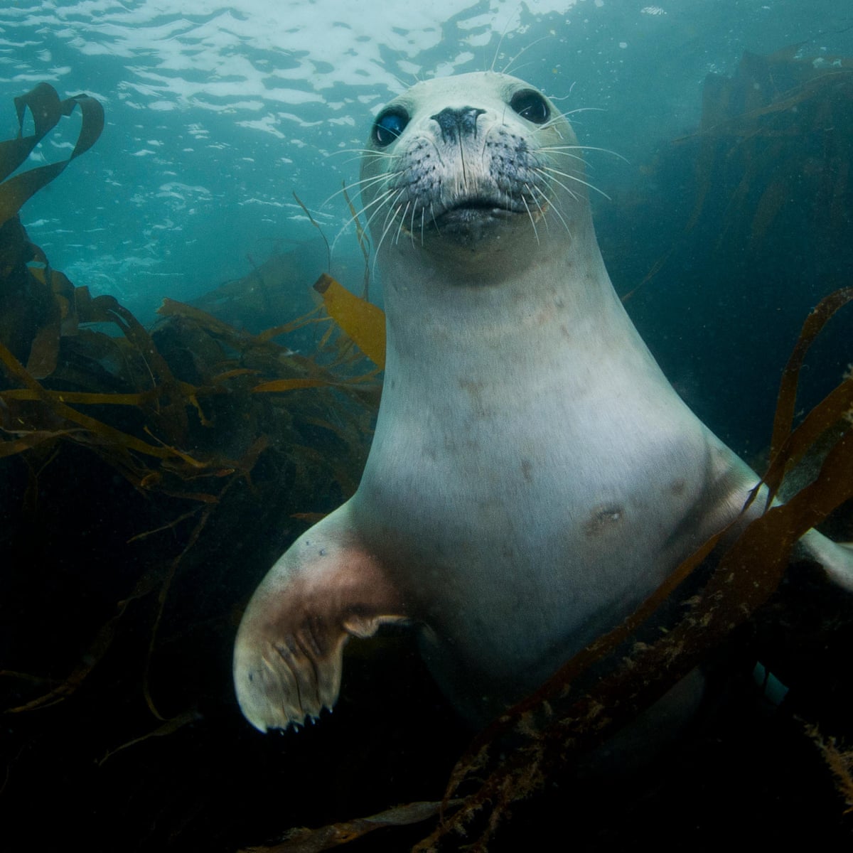 The Blue Planet effect: the plastics revolution is just the start | Fiona Gell | The Guardian The Blue Planet effect: the plastics revolution is just the start | Fiona Gell | The Guardian